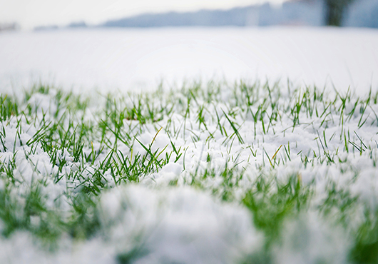 dormant lawn in Madison